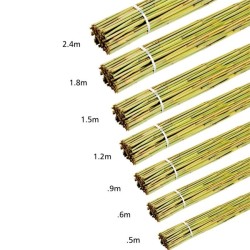 1.8m Bamboo Stake - Single